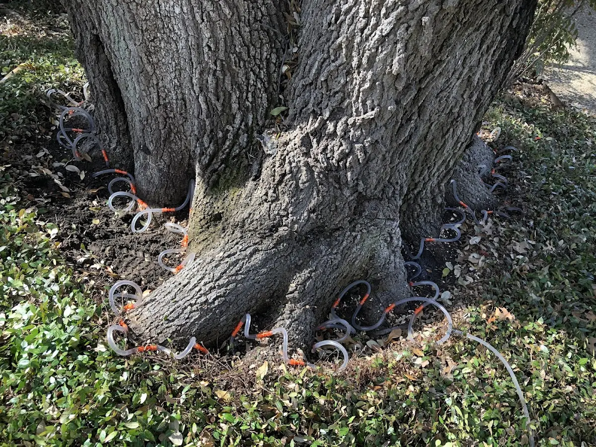 Detailed Tree Cabling and Bracing job site in Ringgold