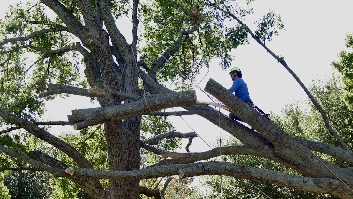 Professional Crown Thinning performed by certified arborists in Ringgold